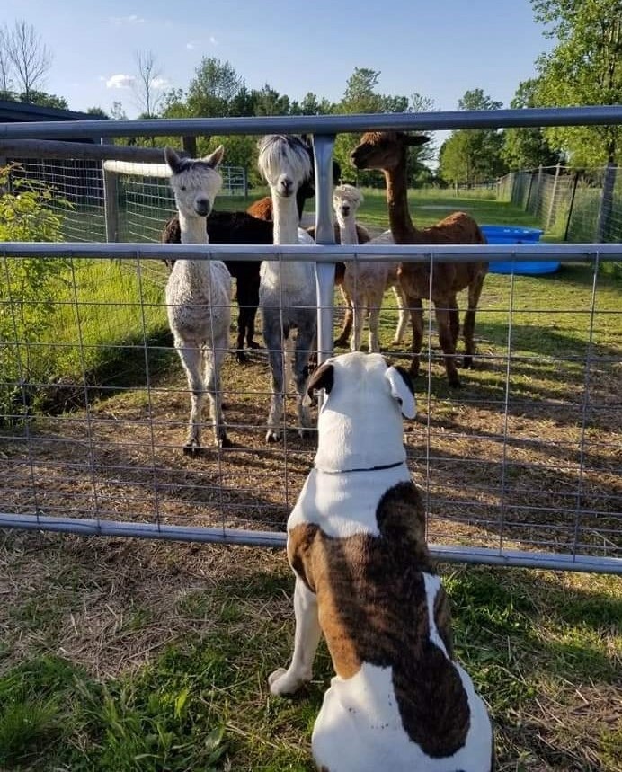 an american bulldog watching over a group of alpacas through a fence