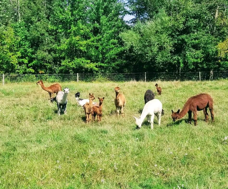 group of alpacas, young and old, on a grassy field on a sunny day