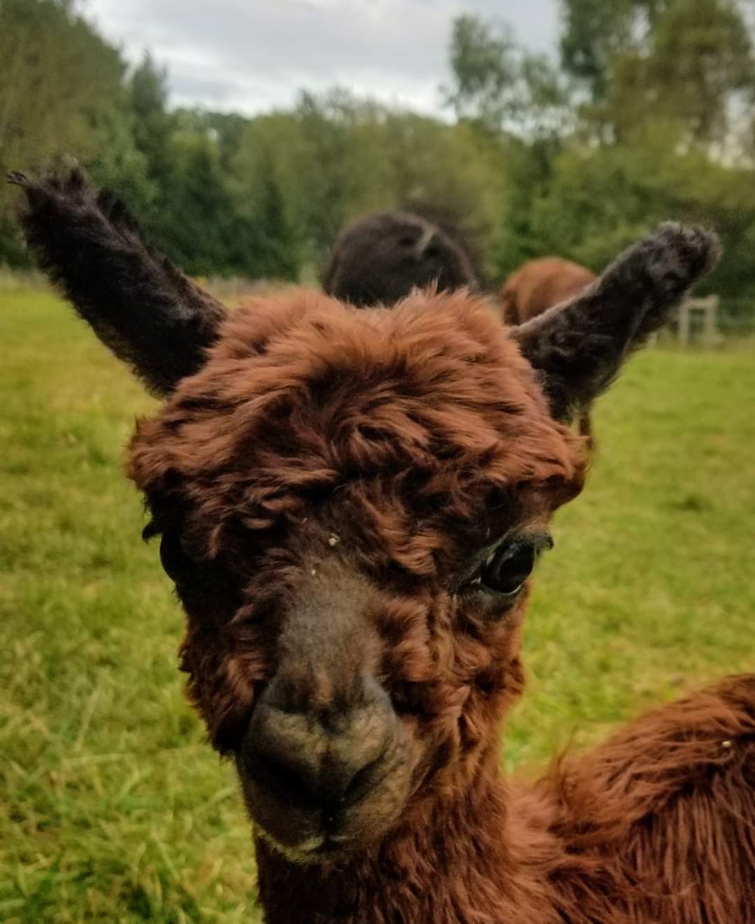 cute light brown baby alpaca up close