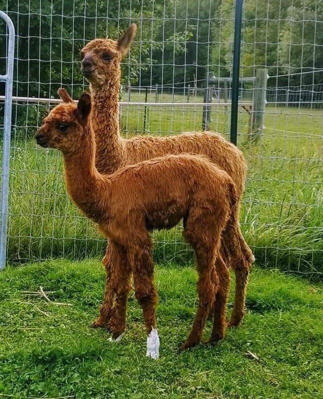 two young light brown alpacas standing one behind the other