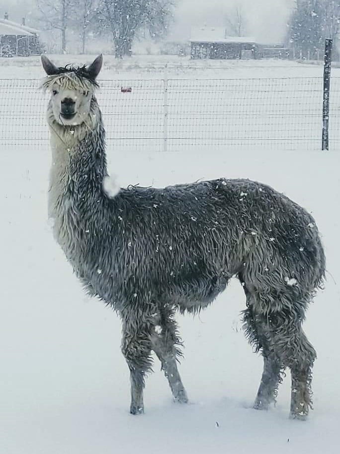 side view of a grey alpaca with a white face on a snowy field