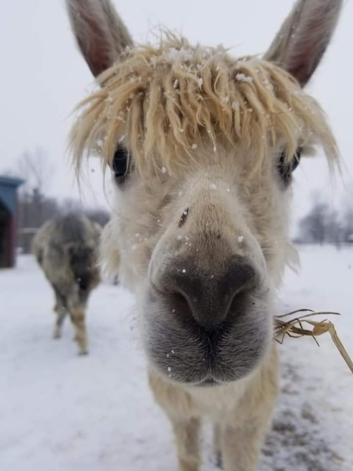 funny white furry alpaca up close with a wintery backdrop