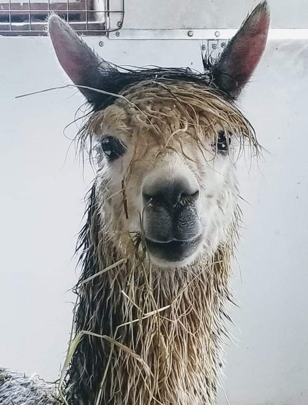 grey and white alpaca from the neck up with hay on him