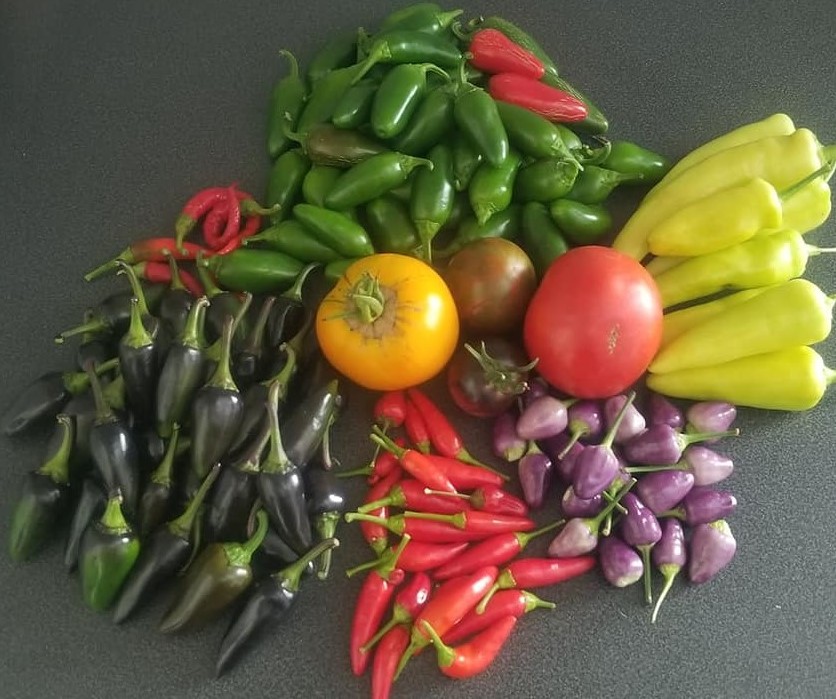 fresh garden veggies from Cricket Meadows Farms