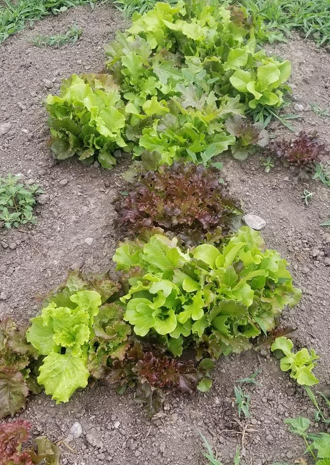 cabbage growing at Cricket Meadows Farm