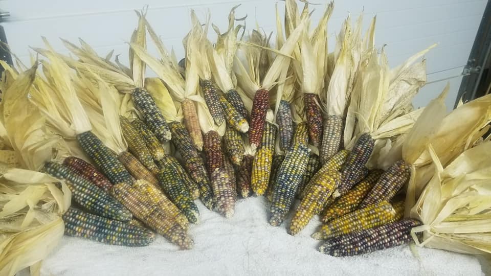 corn grown at Cricket Meadows Farm