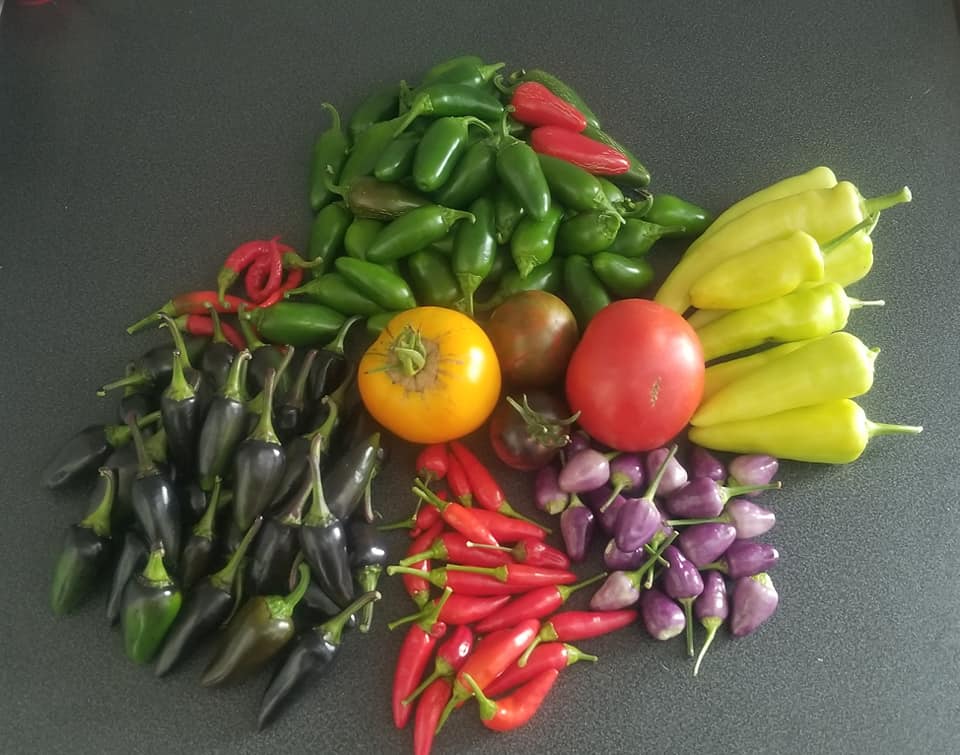 peppers, tomatoes, assorted vegatables grown at Cricket Meadows Farm