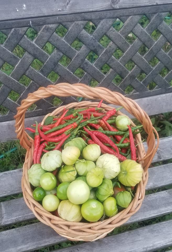 assorted vegatables grown at Cricket Meadows Farm