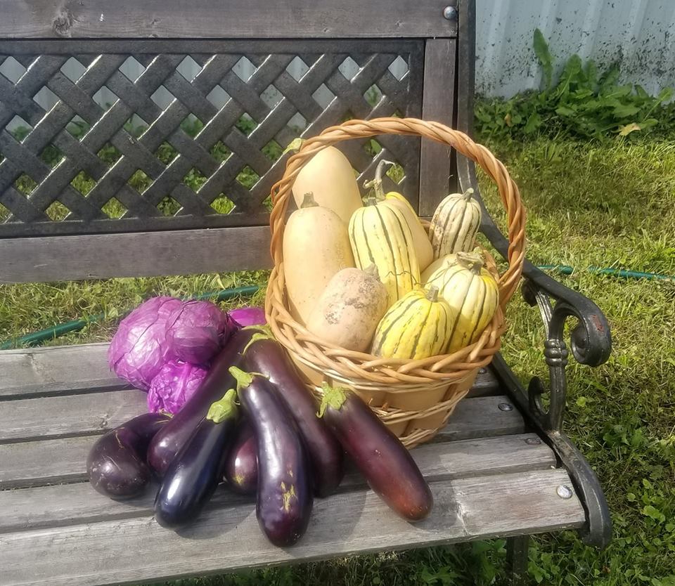 squash, zuccini grown at Cricket Meadows Farm