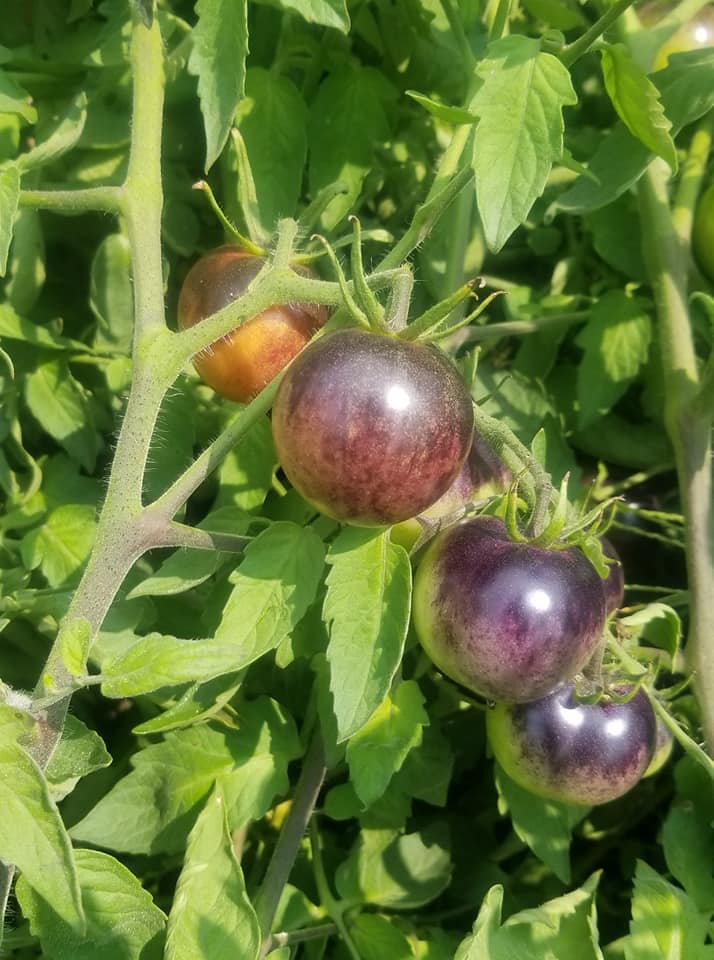 tomato growing at Cricket Meadows Farm