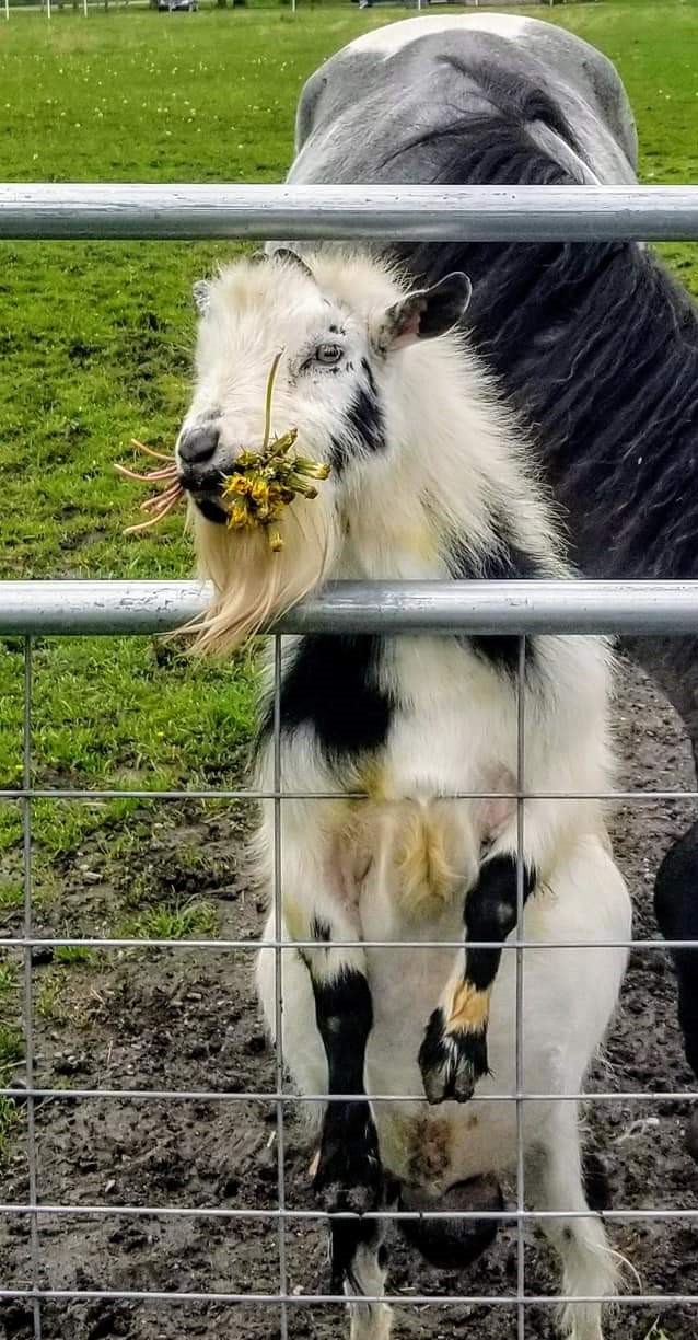 bearded white and black goat is standing up on a fence with flowers in his mouth, grey horse in behind