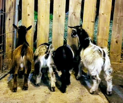 four baby goats looking away through a fence showing off their butts