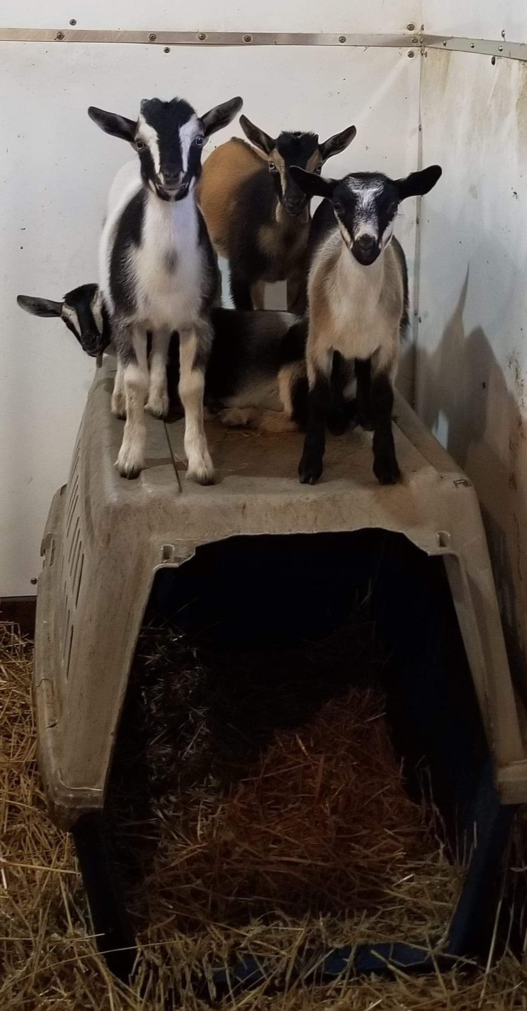four cute baby goats hanging out on top of a nesting area with hay