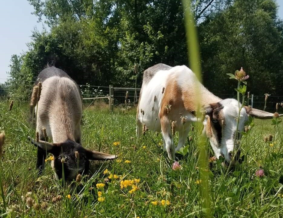 two goats eating grass side by side