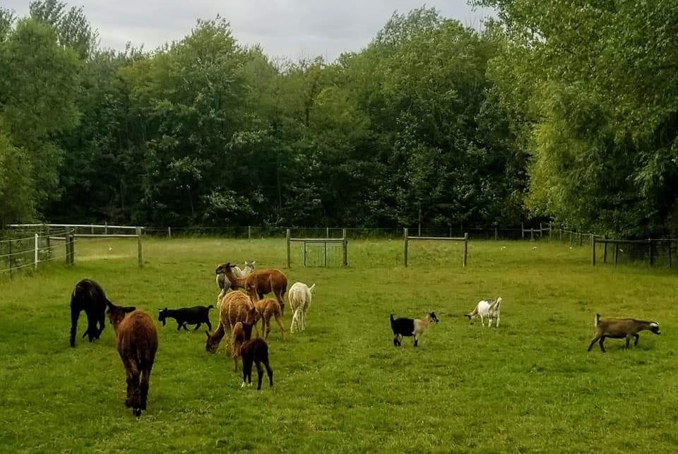 group of alpacas and goats sharing a grassy field