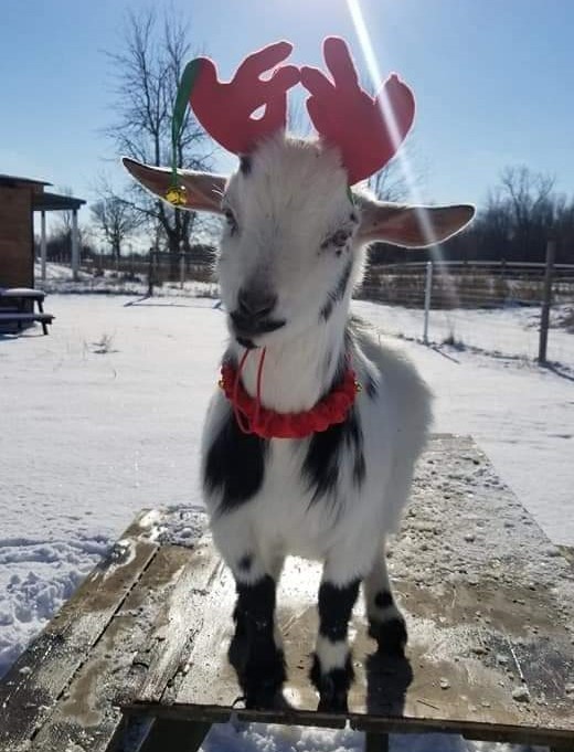 cute baby white and black goat is wearing reindeer ears while standing on a picnic bench with some snow on the ground