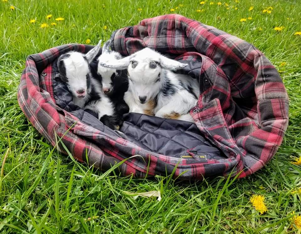 three cute baby goats cuddling together in a plaid jacket